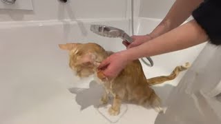 Maine Coon Cat VS Bath for the first time.