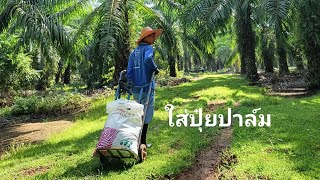 EP268 ตรังเสน่ห์ ตอน ใส่ปุ๋ยปาล์ม😃: ตรัง เมืองน่าเที่ยว : คนตรัง พาเที่ยวเมืองตรัง