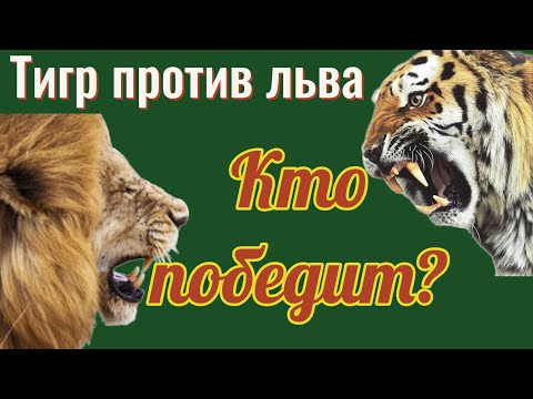 Видео: Является ли тигр словом?