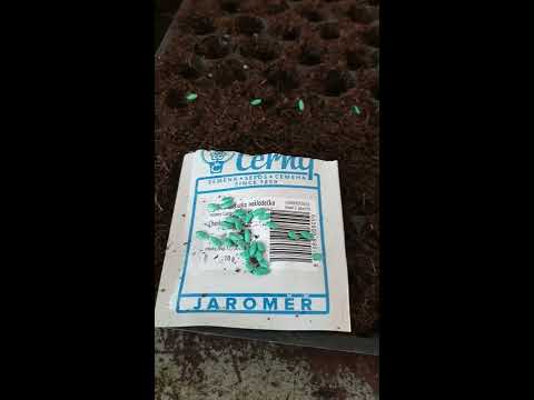 Video: Pěstování Okurek Na Mříži Na Otevřeném Poli - Pravidla + Fotografie A Videa