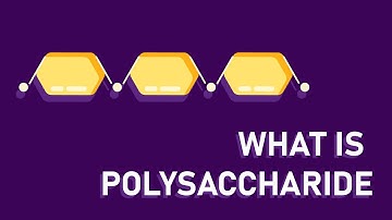 What are polysaccharides?