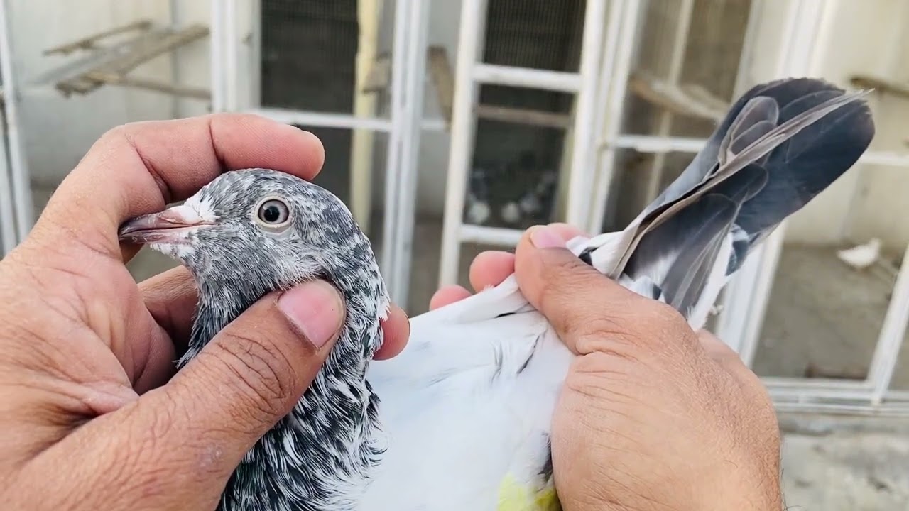 jawad pigeon club￼