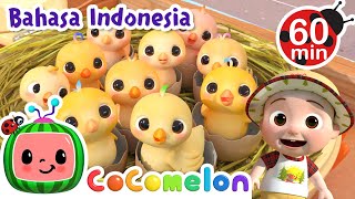 Belajar Angka dengan Anak Ayam🐣🐤🐥 | CoComelon Bahasa Indonesia - Lagu Anak Anak | Nursery Rhymes