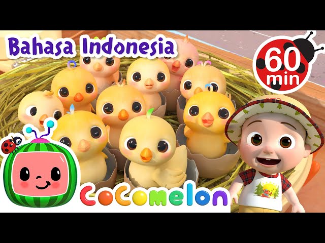 Belajar Angka dengan Anak Ayam🐣🐤🐥 | CoComelon Bahasa Indonesia - Lagu Anak Anak | Nursery Rhymes class=