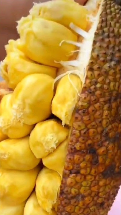 Cempedak fruit ||how to open cempedak fruit #jackfruit #cempedak