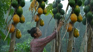 HEAVY RAIN & LIGHTNING  17 Year Old Single Mother Harvesting Wild Papaya | Ly Tieu Ca