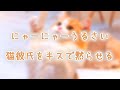 【女性向け】にゃーにゃーうるさい猫彼氏をキスで黙らせたらもっと求めてきた《シチュエーションボイス》