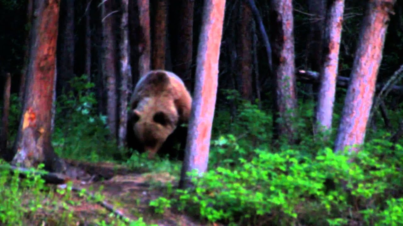 Where in the World is Colorado Buck Colorado travels to Alaska YouTube