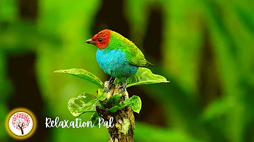 Relaxing Pal with Bird Chirping Sound - Soothing Music, Meditation Yoga Music By Relaxation Pal