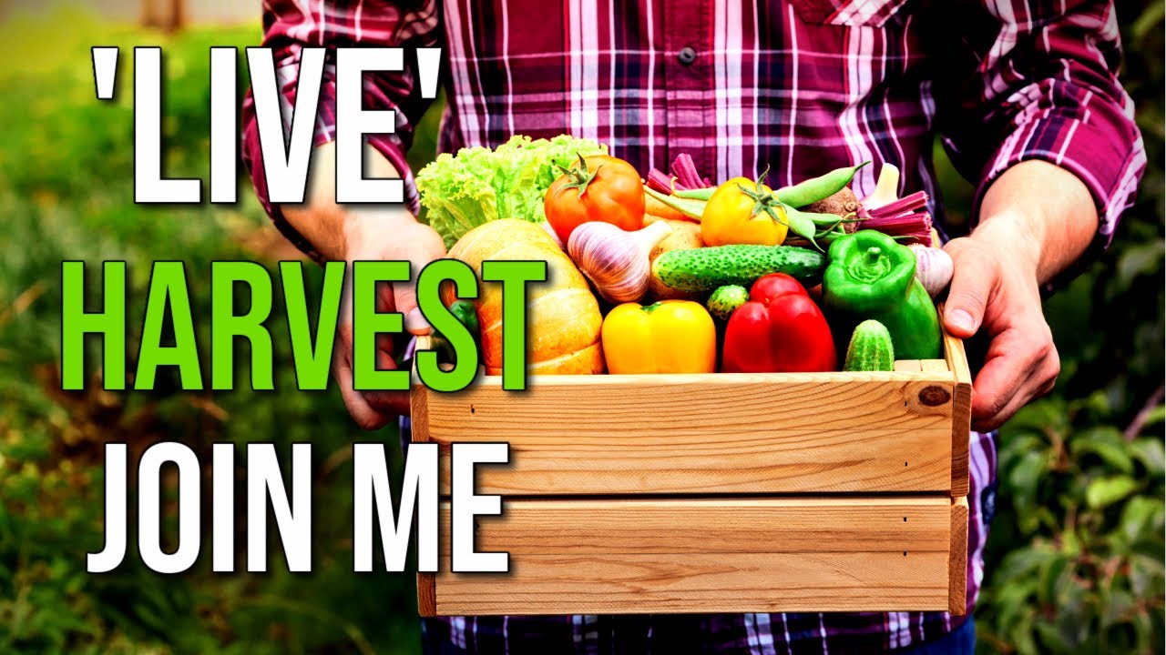 Live Harvest Join Me! Grow Your Own Food and Harvest It. Harvesting ...