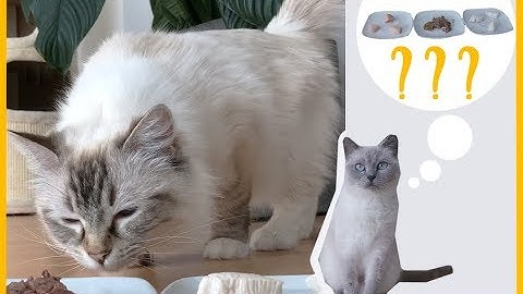 Was fressen Katzen am liebsten?