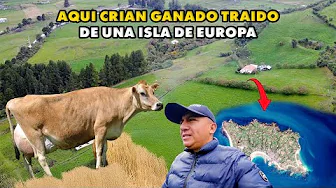  PEQUEÑAS  PERO PODEROSAS, PRODUCEN 24 LITROS DE LECHE AL DÍA  I GEOLEMA
