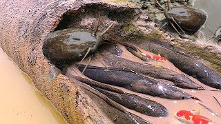 Find A Secret Catfish Hole in the Coconut Wood | How To Fishing Catfish in the dead tree