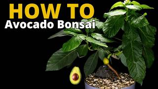 How to Grow an Avocado Bonsai From Seed (Full 378-Day Guide)