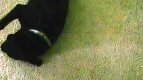 Black Lab,Pilot laying rug