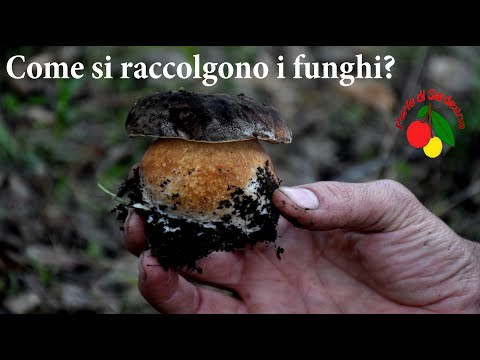 Video: Tecniche di raccolta delle spore - Raccolta delle spore dai funghi