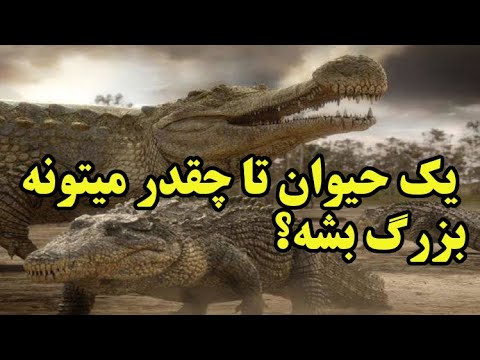 تصویری: موجودات زنده چند کروموزوم دارند؟