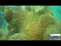 Nemo Livestream From The Lembeh Strait Indonesia Nemo Livestream From The Lembeh Strait Indonesia