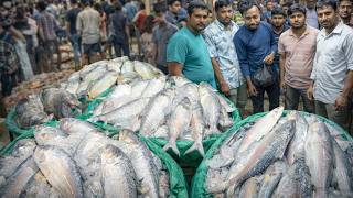Digha Mohona Hilsa Fish Market Huge Ilish Fish & Sea Fish Market In West Bengal