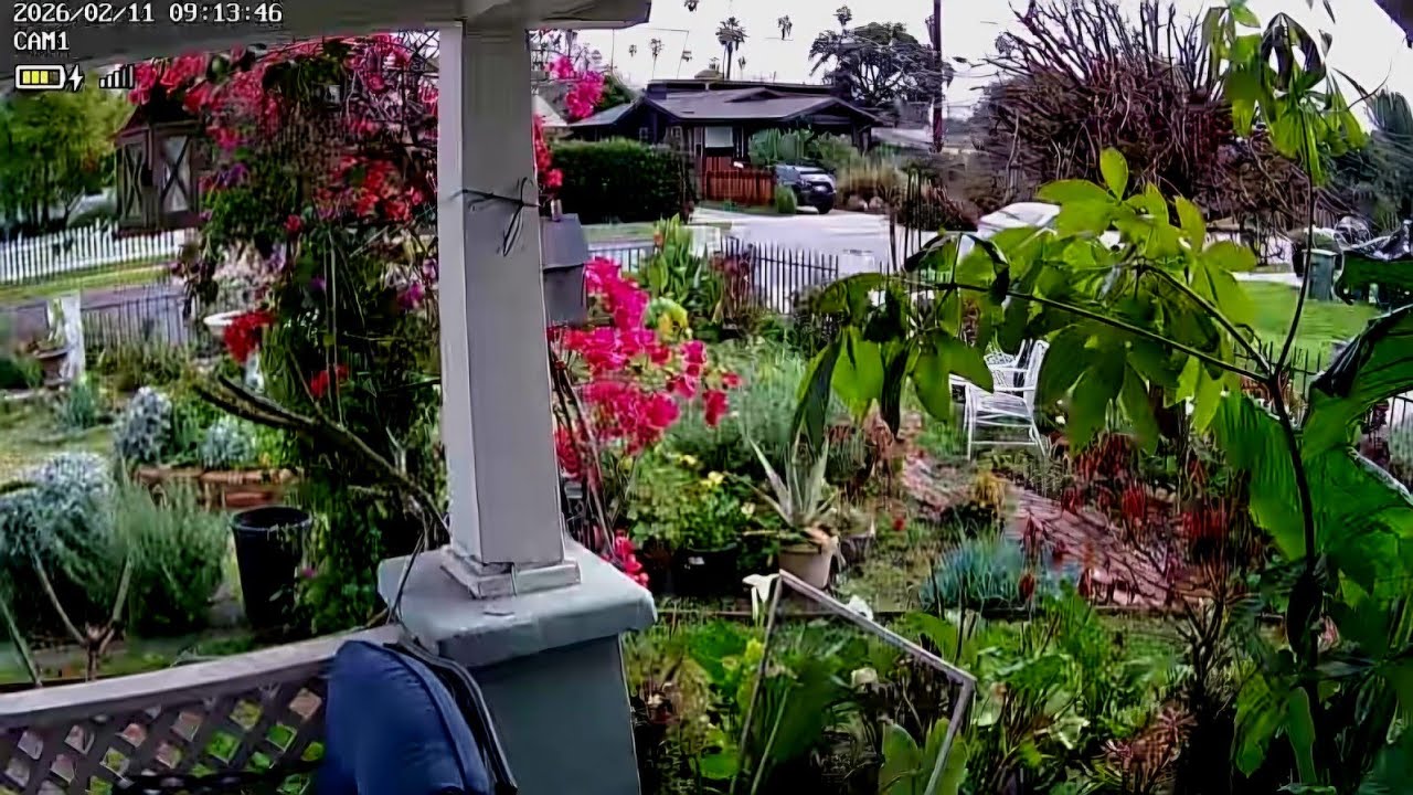 So Cal  winter season is  the wettest time of year and plants start to bloom again #garden #LA