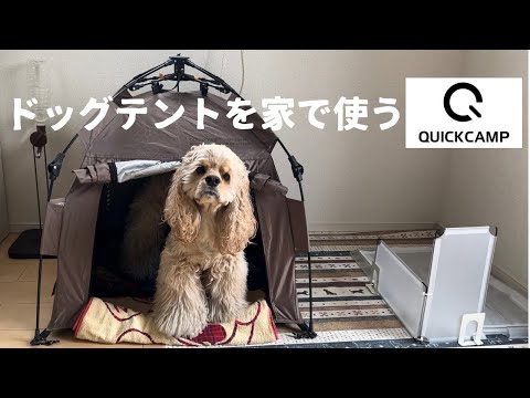 【おすすめ】QUICKCAMPのドッグテントをハウスにしてみた