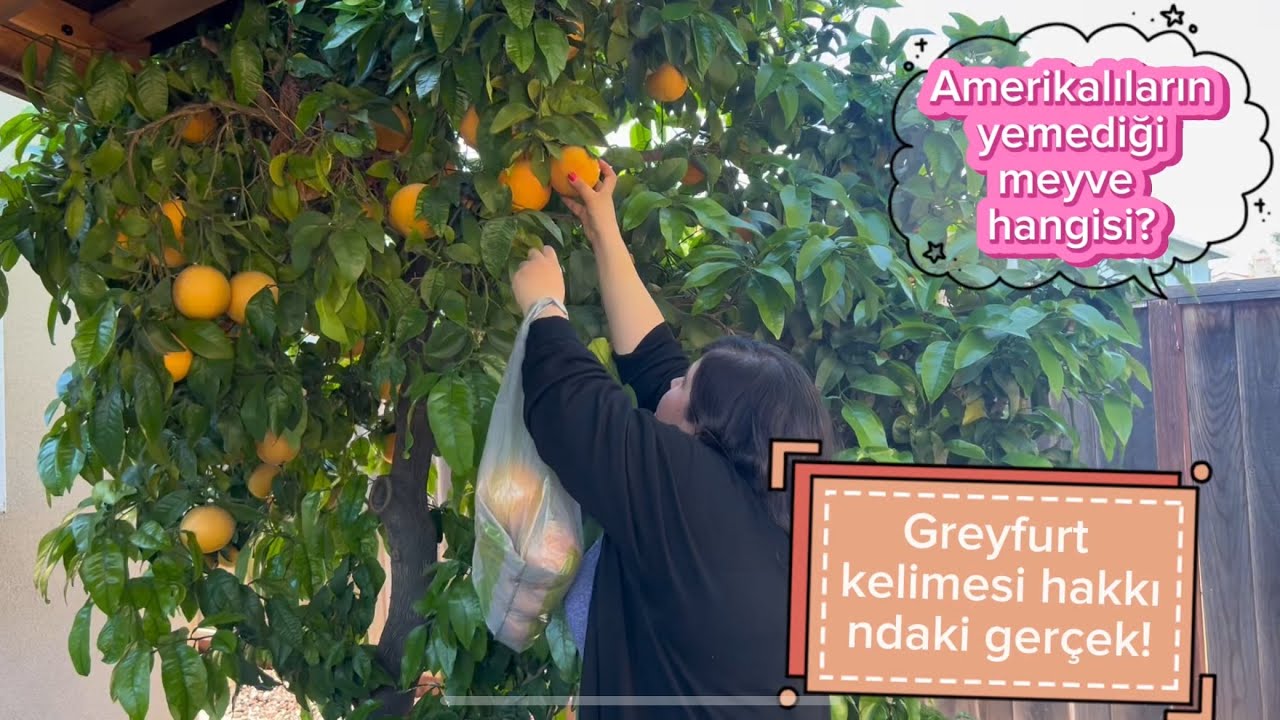Amerika’da arkadaşımın bahçesinden meyve topladım!