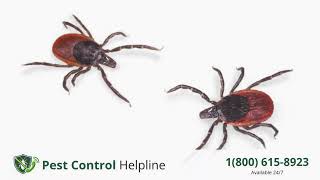 Top 3 Pest Control in Cohoes