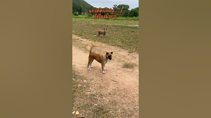 รู้มากที่สุด #ลูกหมา #หมา #ทาสสุนัข #dog #สัตว์เลี้ยง #สัตว์ #สุนัข #สัตว์น่ารัก #สัตว์น่ารักๆ