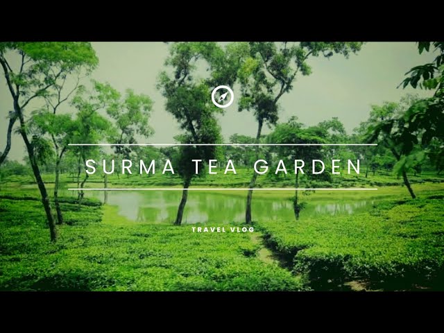 Surma Tea Garden,Teliapara, Madhabpur, Habiganj