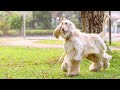 How I prepare food for my Afghan Hound の動画、YouTube動画。