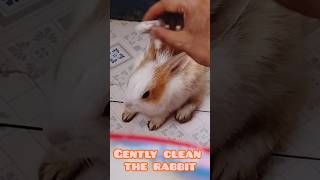 How to Clean Your Pet Rabbit: A StepbyStep Guide for a Happy and Healthy Bunny!