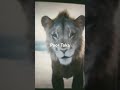 Open up your eyes Taka version #mufasathelionking #lion #lionking #sad #taka