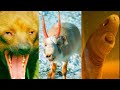 10 dieren waarvan je absoluut vergat dat ze bestonden