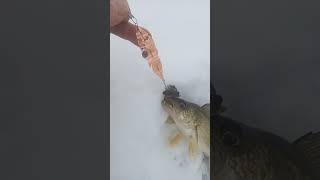 New Lure Walleye. Ice Fishing Lake Nosbonsing. Copper Flutter Spoon!