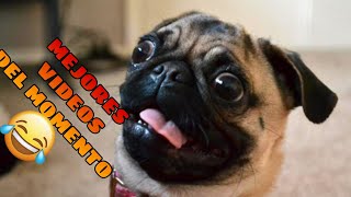 🤣 Animales Momentos más Divertidos del Año 🐶🐱 Videos de Risa de Mascotas