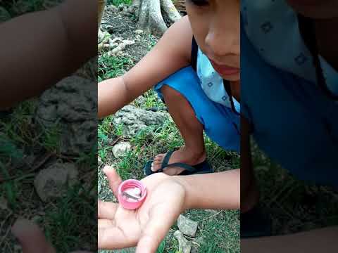 Itlog ng butiki|watch how Lizard egg hatched