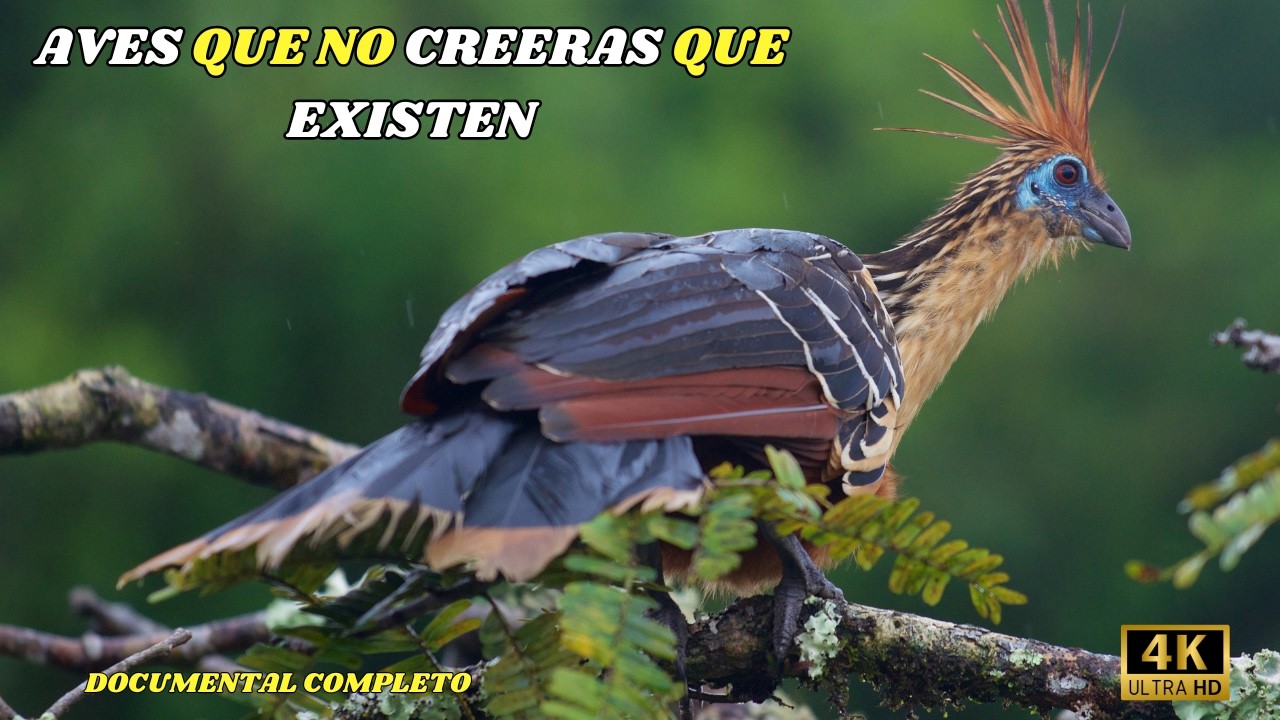 AVES: EXTRAÑAS, Raras, Hermosas Y LEGENDARIAS | DOCUMENTAL COMPLETO