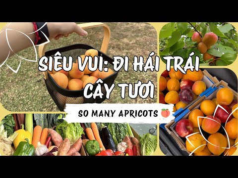 melbourne đi hái trái cây chín ngon ở đâu? | apricot stone fruit picking vlog eng sub