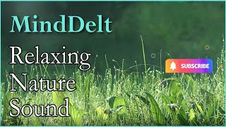 Relaxing Nature Sounds - Morning Forest Birdsong - Birds Chirping | 15 Min Pure Nature Relaxation