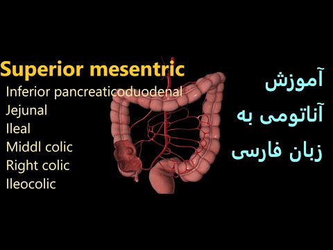 آموزش آناتومی فارسی آئورت شکمی مزانتریک فوقانی  