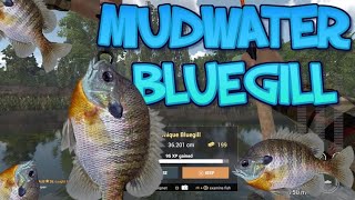 Fishing Planet - Mudwater - Bluegill