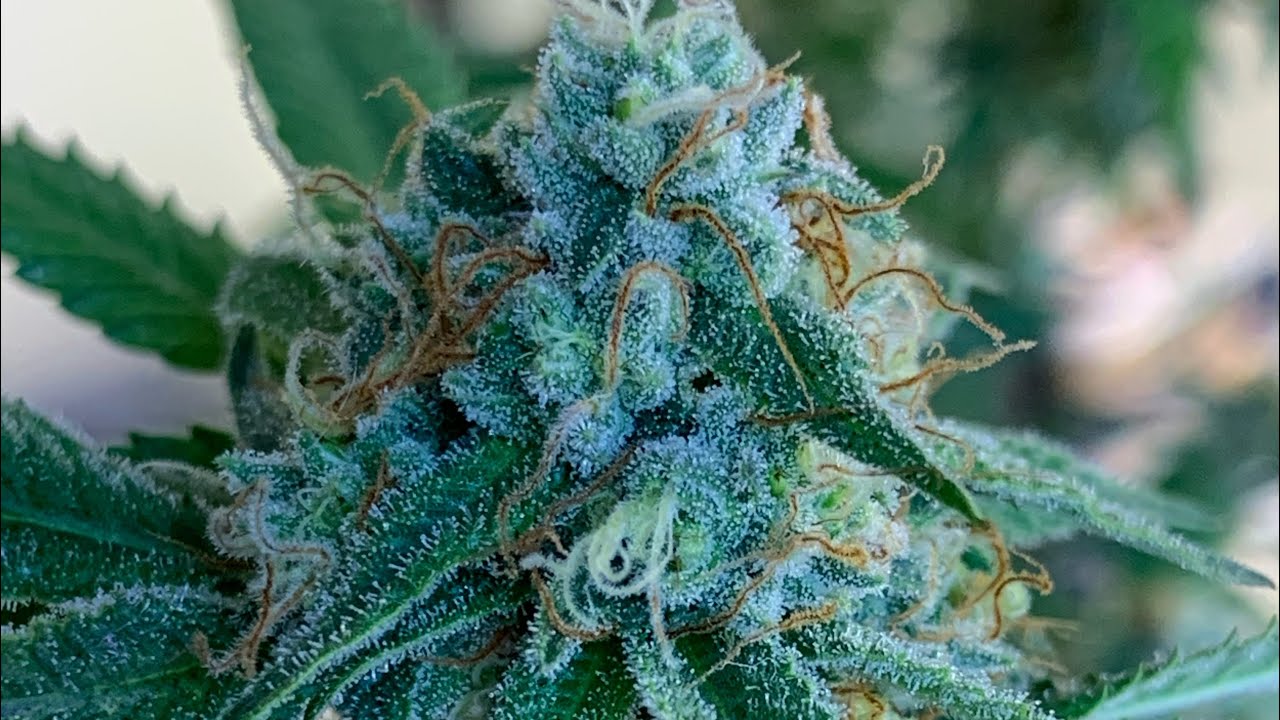 Purple Punch by THC Design pt.8