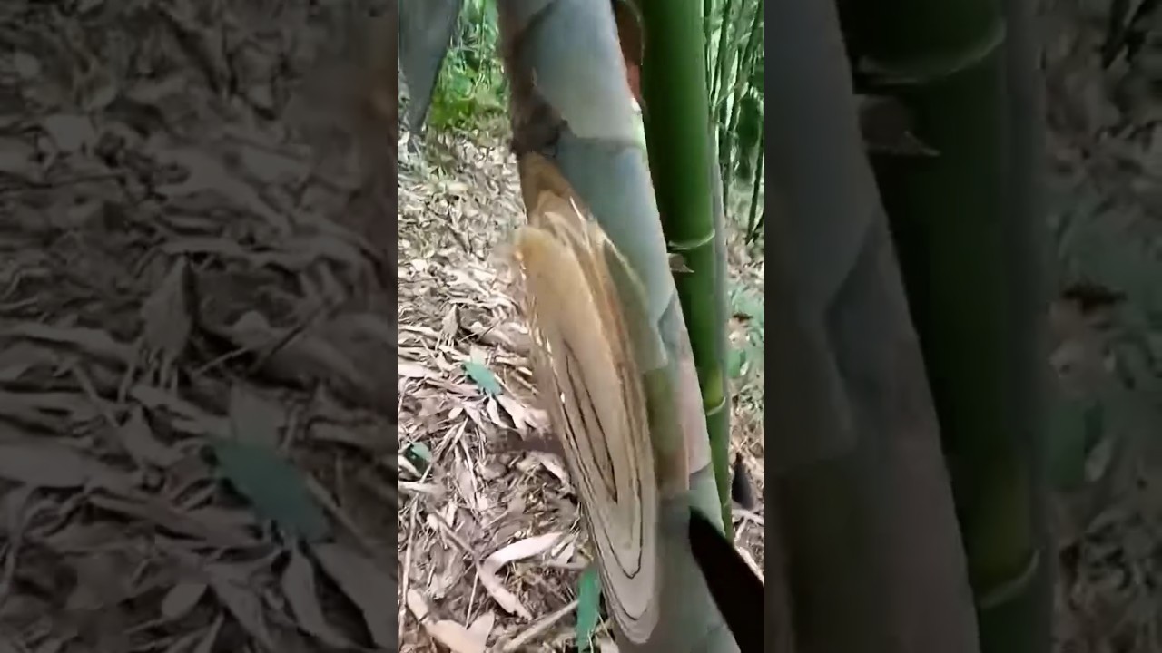 how to agriculture #fruit #pepperspray #fruitcultivation #agriculturaregenerativa #fruitfarming