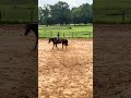 she’s so smooth| #sunnysideup #horse #equestrian