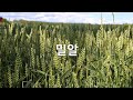 밀알 밀알