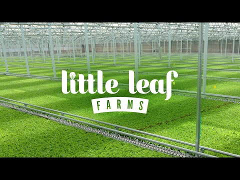 The Story of Little Leaf Farms