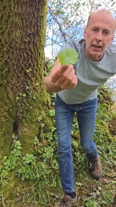 can-you-eat-pennywort-umbilicus-herbs-foraging-banks-woodland