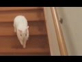 うさぎの階段上り下り良い子のうさぎさんは真似しないでね