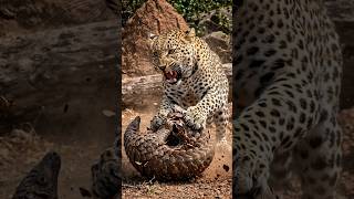 Claws vs. Armor: Leopard's Fierce Battle with a Pangolin! #shorts #wildlife #animals