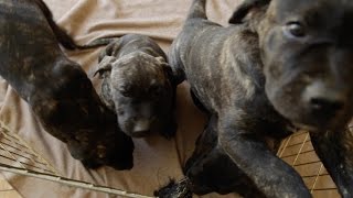 ALL ABOUT LIVING WITH PRESA CANARIO